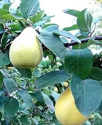 Саджанець Agro-Market Айва грушоподібна Великоплідна (осінній сорт, середній термін дозрівання) (17652) 1 шт. в упаковці