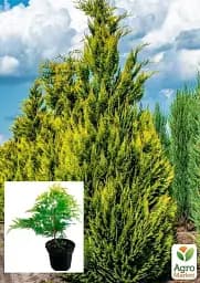 Саджанець Agro-Market Кипарисовик Лавсона Ivonne С2 висота 40-50 см 1 шт. в упаковці (71805) - мініатюра 2