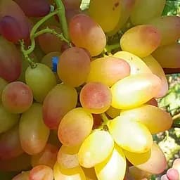 Саджанець Agro-Market Виноград Роза Рання (найранніший сорт, ягода соковита, хрустка) 1 шт. в пакуванні (61672)