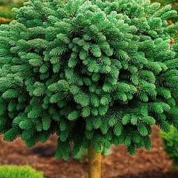 Ялина канадська Agro-Market на штамбі Echiniformis С7.5 висота 40-50см діаметр крони 15-20 см 188126 1 саджанець в упаковці