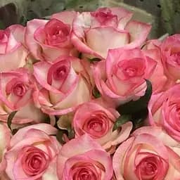 Троянда чайно-гібридна Agro-Market Джаміля саджанець класу АА+ вищий сорт 1 шт. в упаковці (181560)