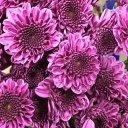 Хризантема мультифлора "Petit Purple" (51697) 1 саженец