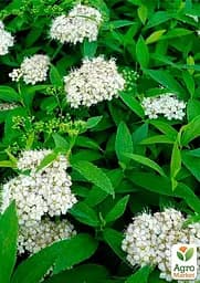 Саджанець Agro-Market Спірея Японська 2-х річна Albiflora вазон С2, висота 20-40см (176825) - мініатюра 4