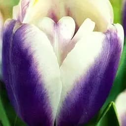 Тюльпан "Atlantis" 3 шт (17070)