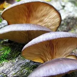 Сухий зерновий міцелій "Глива осіння" 100г (45557)