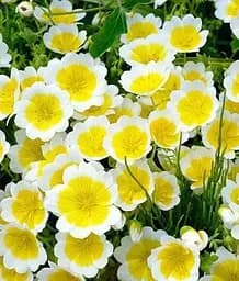 Семена Весна Лимнантес Божья коровка (зипер) 0.3 г (183419)