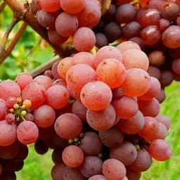 Саженец Agro-Market Виноград Аристократ 1 шт. в упаковке (25524)