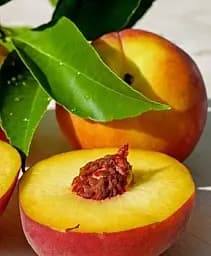 Саджанець Agro-Market Персик Сидоренко (літній сорт, середній термін дозрівання) 1 шт. в упаковці (21372)