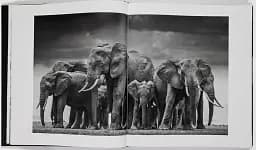 David Yarrow: The Collection - мініатюра 3