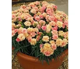 Саджанець Agro-Market Гвоздика Махрова Dinamic Apricot (контейнер № 10 висота 10 см) (49329) 1 шт. в упаковці