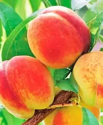 Саджанець Agro-Market Персик Дніпровський (літній сорт, середнього терміну дозрівання) 1 шт. в упаковці (178402)