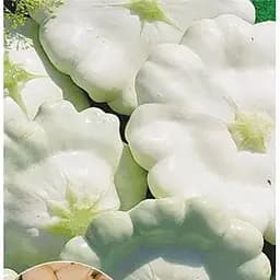 Насіння Весна на вагу Патісон Парасолька ціна за 5 г (22292)