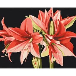 Картина по номерам Brushme Амариллис © Anastasiia Osmolovska 40x50 см