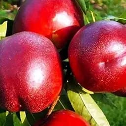 Саджанець Agro-Market Нектарин Ванг-8 (лисий персик, літній сорт, середній термін дозрівання) (35800) 1 шт. в упаковці