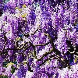 Саджанець Agro-Market Гліцинія фіолетова Прекрасний пейзаж (Beautiful landscape) (38032)