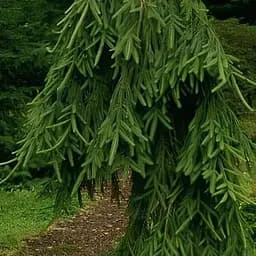 Ель обыкновенная Agro-Market Frohburg С7.5 высота 80-90 см 188127 1 саженец в упаковке