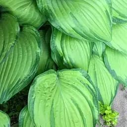 Хоста "Midwest Magic" (61624) (Корневище) 1 саженец