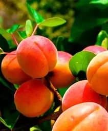 Саджанець Agro-Market Абрикос Харкот (літній сорт, пізній термін дозрівання) 1 шт. в упаковці (46222)