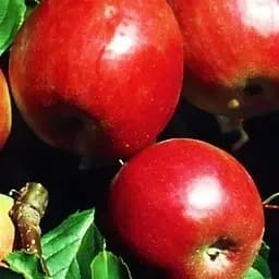 Саджанець Agro-Market Яблуня Камео (зимовий сорт, пізній термін дозрівання) (25742) 1 шт. в упаковці