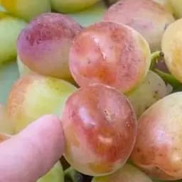Саженец Agro-Market Виноград Лимпопо (ранне-средний виноград с сочной хрустящей мясистой ягодой) 1 шт. в упаковке (175881)