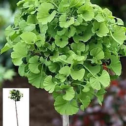 Гінкго Білоба Agro-Market на штамбі Дволопатевий висота 70-90 см 63067 1 саджанець в упаковці