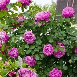 Троянда штамбова Agro-Market Blue Wonder саджанець класу АА+ вищий сорт 1 шт. в упаковці (51442)