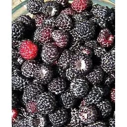 Саджанець Agro-Market Чорна малина Брістоль (Bristol) (середній термін дозрівання) Корневище 1 шт. (43961)