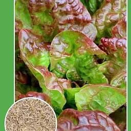 Насіння Весна Салат Червоний вельвет Новий пакет 1.5 г (21726)