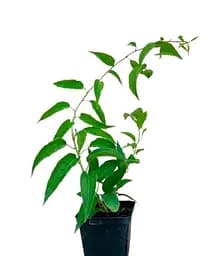 Саджанець Agro-Market Актинідія Ісайї самозапильний! (Міні-ківі, самоплідний сорт, пізній термін дозрівання) 1 саджанець (101836) - мініатюра 2
