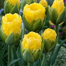 Тюльпан "Vanille Coup" (181265) 2 шт