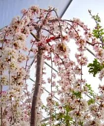 Саджанець Agro-Market Яблуня Райка плакуча на штамбі (вік від 2 років, висота 150-190 см) 1 шт. в упаковці (52774)