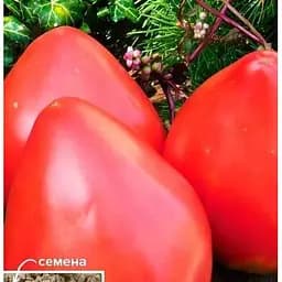 Насіння Весна на вагу Томат Серце Америки ціна за 1 г (49404)