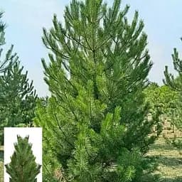 Сосна чорна Agro-Market Nigra жива сосна в горщику висота 150-160см 174988 1 шт. в упаковці