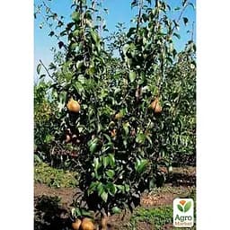 Саджанець Agro-Market Груша Бере Боск укорінена в контейнері (саджанець 2 роки) (181474) - мініатюра 3