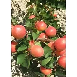 Саджанець Agro-Market Абрикос Магадор (літній сорт, ранній термін дозрівання) 1 шт. в упаковці (183839) - мініатюра 2