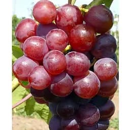 Саджанець Agro-Market Виноград десертний Тосканія (солодкий гармонійний) (183954) 1 шт.