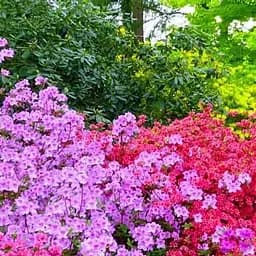 Саджанець Agro-Market Азалія Японська Мікс сортів C2 висота 20-50см (62454)