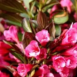 Саджанець Agro-Market Вейгела 2х річна Alexandra вазон С3, висота 40-50см (181462)