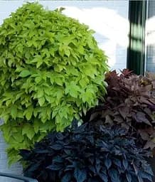 Саджанець Agro-Market Іпомея ампельна Батат Black Tone (52184) 1 шт. в упаковці