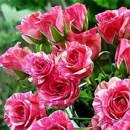 Троянда дрібноквіткова (спрей) Agro-Market Flash Pink саджанець класу АА+ вищий сорт New 1 шт. в упаковці (45919)