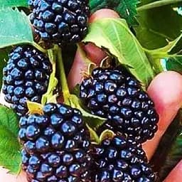 Саджанець Agro-Market Ожина пізньостигла Навахо (Navaho) 1 шт. в пакуванні (46039)