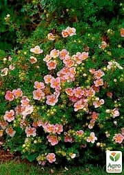 Саджанець Agro-Market Перстач Чагарниковий Lovely Pink (49170) - мініатюра 2