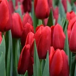Тюльпан "Red Proud" (186313) 2 шт