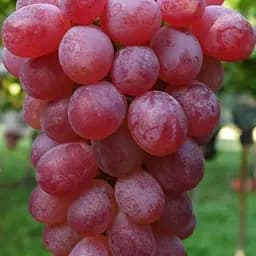 Виноград десертний "Сабіна" (солодкий гармонійний) (183943) 1 саджанець в упаковці