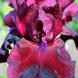 Ирис бородатый крупноцветковый "Fortunate Son" (181502) 1 саженец