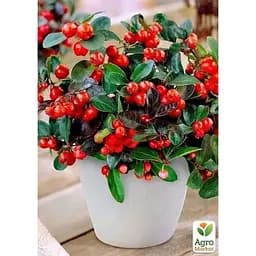 LMTD Гаультерия Agro-Market Big Berry с плодами (высота 15-25см) (182536) 1 саженец в упаковке комнатный 