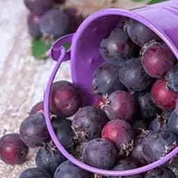 Саджанець Agro-Market Ірга ольхолистна фіолетова з червоним відтінком Космос (Space) (преміальний солодкий сорт, багатий на вітаміни) 1 саджанець (48897)