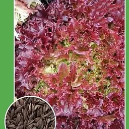 Насіння Весна Салат Рожеве мереживо Новий пакет 1.5 г (103647)