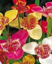 Луковица Agro-Market Тигридия Микс 5 шт. (35499)