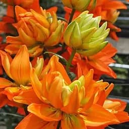 Лилия Махрова "Hulk" (186415) 1 шт